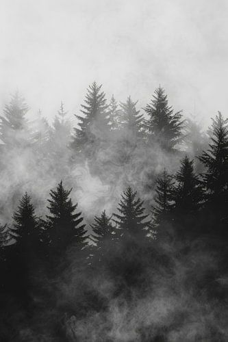 Paysage forestier dans le brouillard