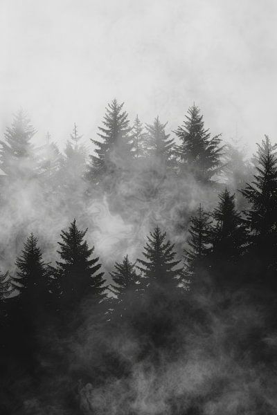Forest landscape in the fog by Poster Art Shop