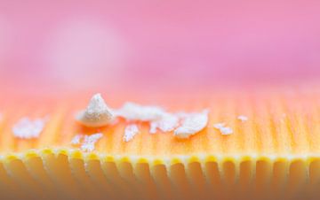 Details van de vliegenzwam van Danny Slijfer Natuurfotografie