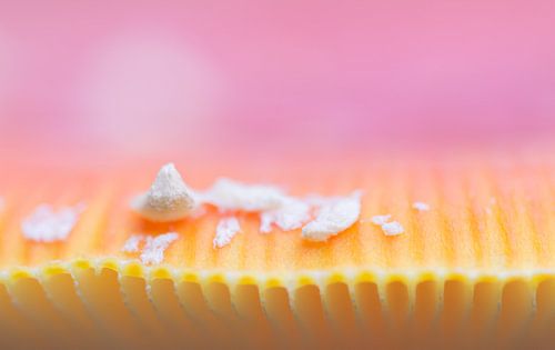 Details van de vliegenzwam