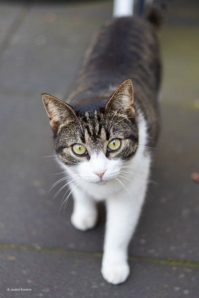 Cat, looking straight at it. by Jessicaartjes