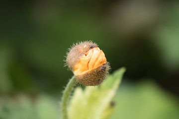 Uit de duisternis gerezen van JacQ