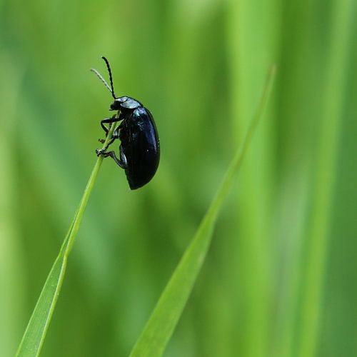 Elzenhaantje sur Marthijn van Tellingen