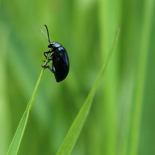 Elzenhaantje by Marthijn van Tellingen