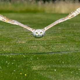 Owl on the trail by Robbert De Reus