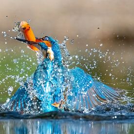 IJsvogel vangt visje van Harry Punter