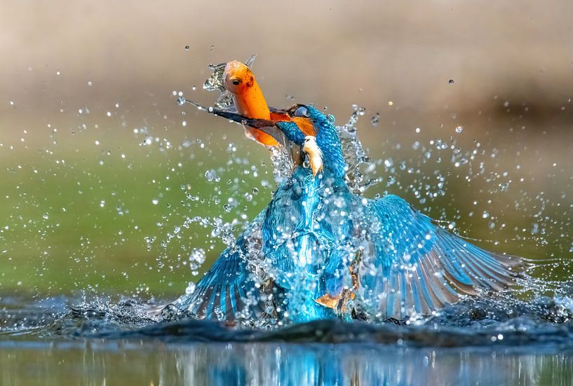 Kingfisher catches fish by Harry Punter