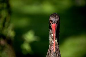 Cigogne noire