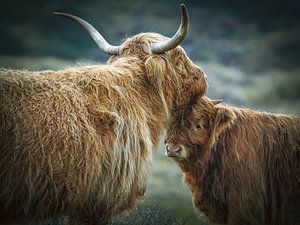 Junger schottischer Highlander mit Mutter