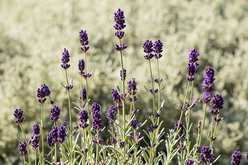 Lavendel