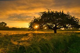 Sommerabend von Tanja Voigt