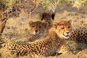 Moeder cheeta met 2 welpen