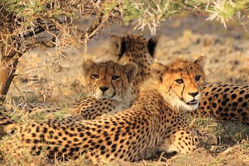 Mother cheetah with 2 cubs by Bobsphotography