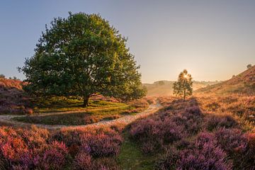 Morning glow at the Posbank the Netherlands by Edwin Mooijaart