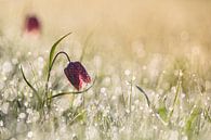 MorningDew, Anton van Dongen von 1x Miniaturansicht