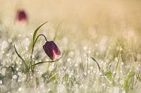Morningdew