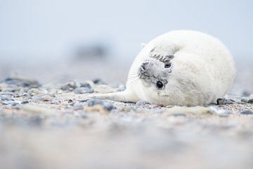 Seal  by Elles Rijsdijk