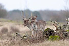 Dans la nature néerlandaise, le daim