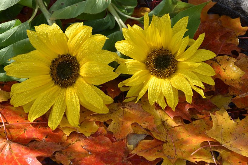 Sunflower flowers in the garden by Claude Laprise