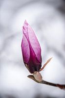 Roze Magnolia Bloesem in de Sneeuw
