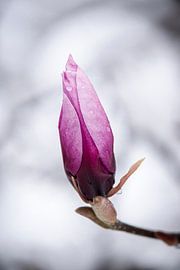 Roze Magnolia Bloesem in de Sneeuw van Julia Strube - graphics