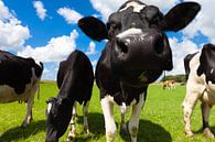 Green field with cows in summer van Bas Meelker thumbnail