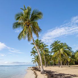 Plage de Bois Jolan, Sainte Anne. Beach, palm trees, Guadeloupe by Fotos by Jan Wehnert