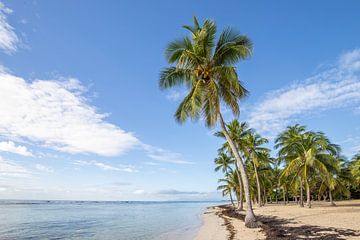 Plage de Bois Jolan, Sainte Anne. Beach, palm trees, Guadeloupe
