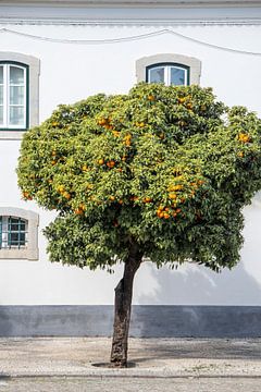 Bloeiende Sinaasappelboom in Portugal van Evelien Oerlemans