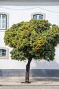 Bloeiende Sinaasappelboom in Portugal van Evelien Oerlemans thumbnail