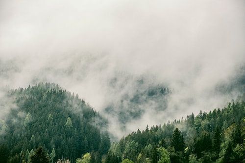 Wolken boven het bos in de Zgornje Jezersko vallei zicht tijdensin