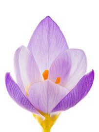 Lila Krokus Blüte von ManfredFotos