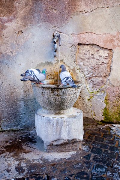 Pigeons par Piet Van Damme