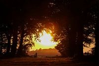 Solstice in the Heilooërbos