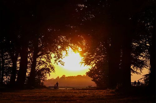 Solstice in the Heilooërbos