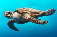 Turtle by Walljar thumbnail