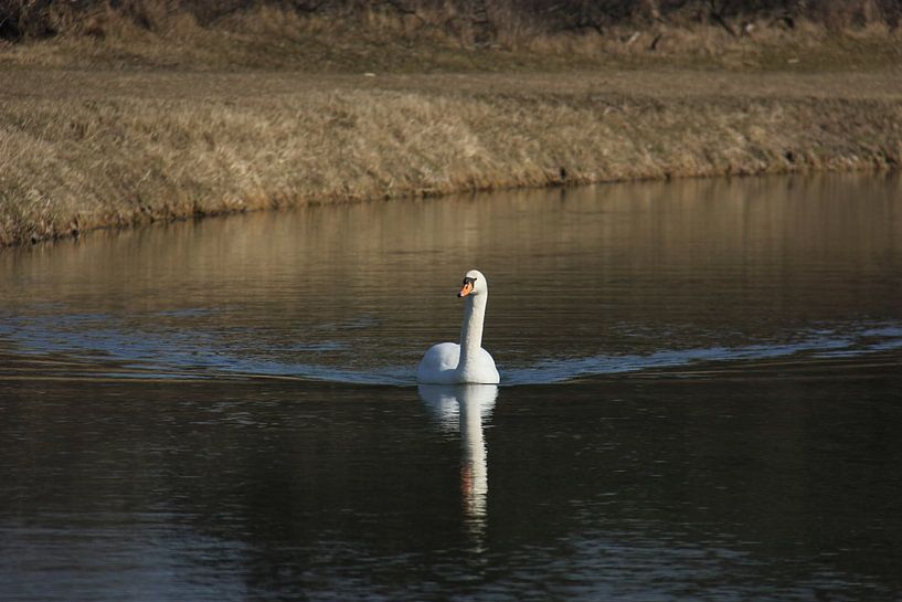 Swans Lake by Mandy Van den Ende