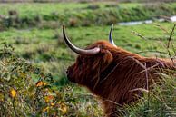 Entspannen Sie sich - Schottische Highlander auf Texel von Texel360Fotografie Richard Heerschap Miniaturansicht