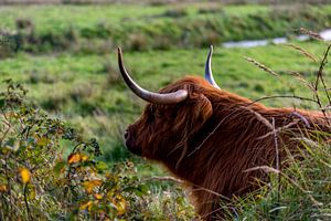 Relax - Schotse Hooglander op Texel van Texel360Fotografie Richard Heerschap