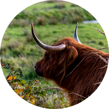 Relax - Schotse Hooglander op Texel van Texel360Fotografie Richard Heerschap