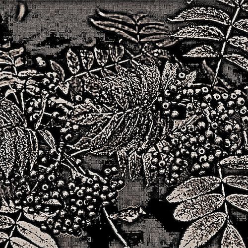 Abstract Autumn Berries In Black And White