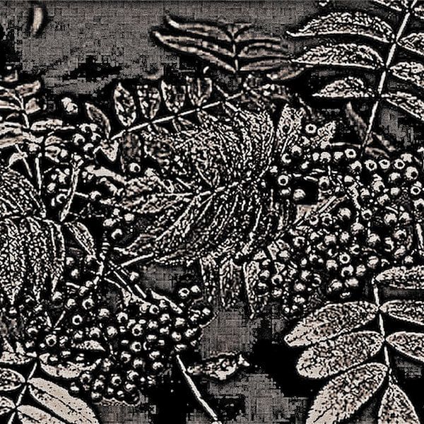 Abstract Autumn Berries In Black And White von GittaGsArt