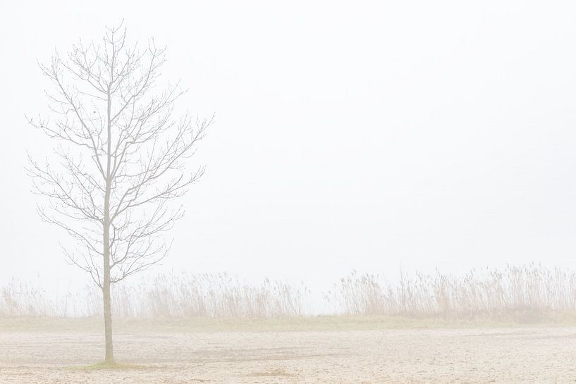 Brouillard par Marieke Deinum