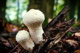 Flaschenstäubling, Lycoperdon perlatum, im Wald von Heiko Kueverling
