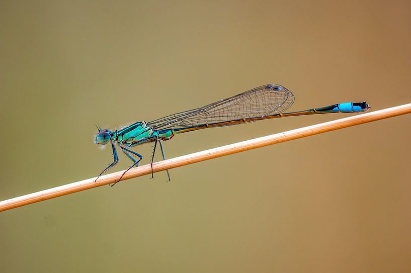blue damselfly sitting on a blade of grass by Mario Plechaty Photography