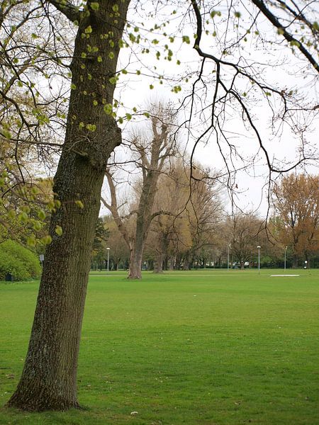 Schuine bomen by Rinke Velds