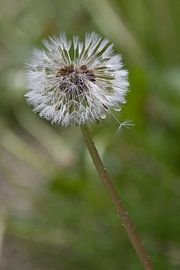 paardebloem von Nicole Wetzels