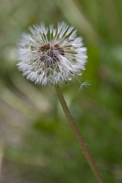 paardebloem by Nicole Wetzels
