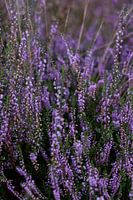 Heather