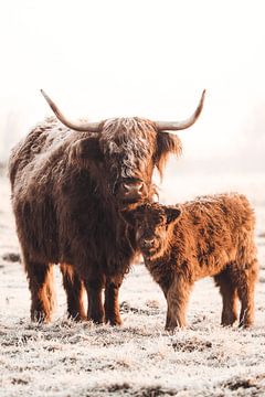 Highlander koe en kalf in een winters landschap van Rik Verslype